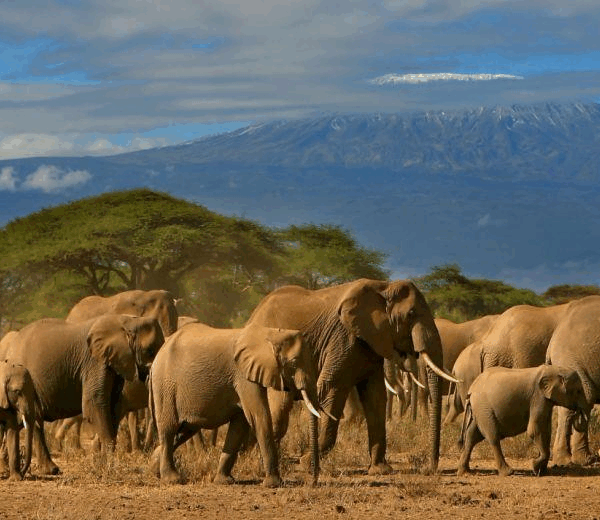 amboseli-national-park
