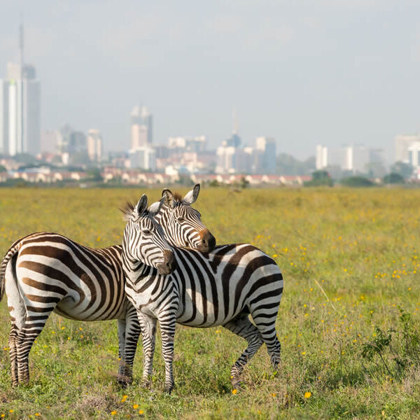 nairobi-national-park-zebras