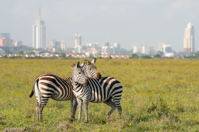 nairobi-national-park-zebras