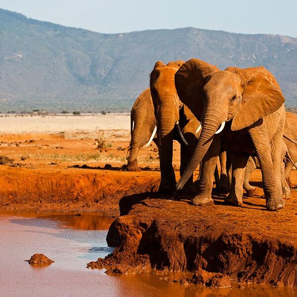 tsavo